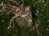 image of grave number 185164